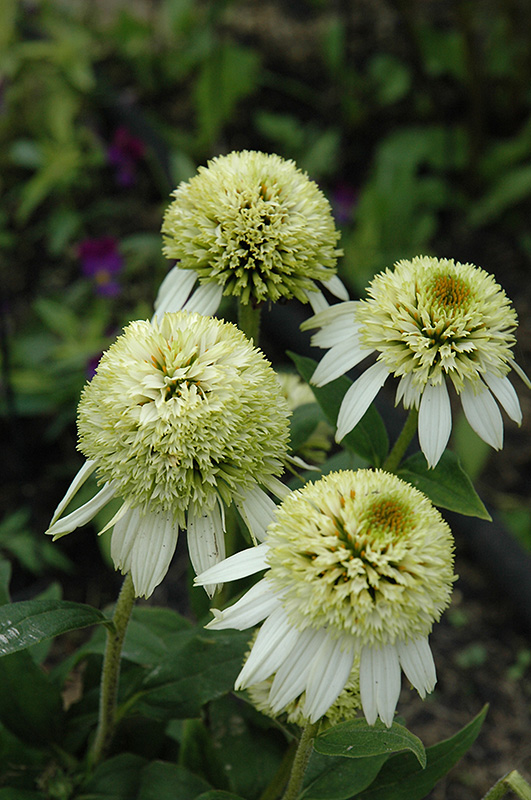 Coconut Lime Coneflower (Echinacea 'Coconut Lime') at Weston Nurseries
