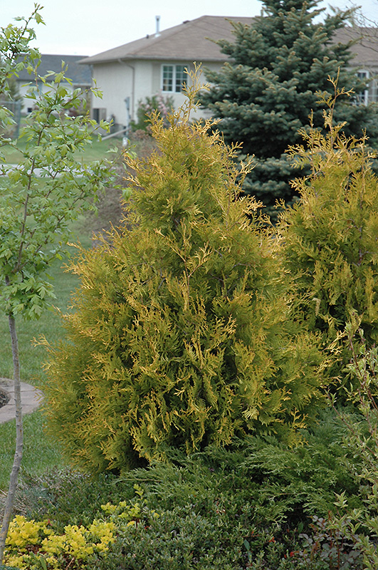 Yellow Ribbon Arborvitae (Thuja occidentalis 'Yellow Ribbon') at Weston Nurseries