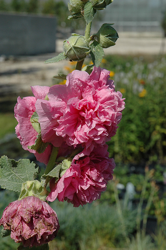 Chater's Double Pink Hollyhock (Alcea rosea 'Chater's Double Pink') at Weston Nurseries