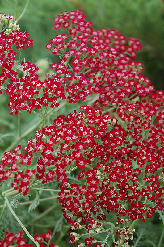 Red Beauty Yarrow (Achillea millefolium 'Red Beauty') at Weston Nurseries