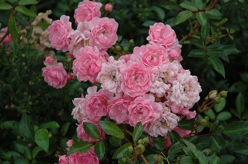 The Fairy Rose (Rosa 'The Fairy') at Weston Nurseries