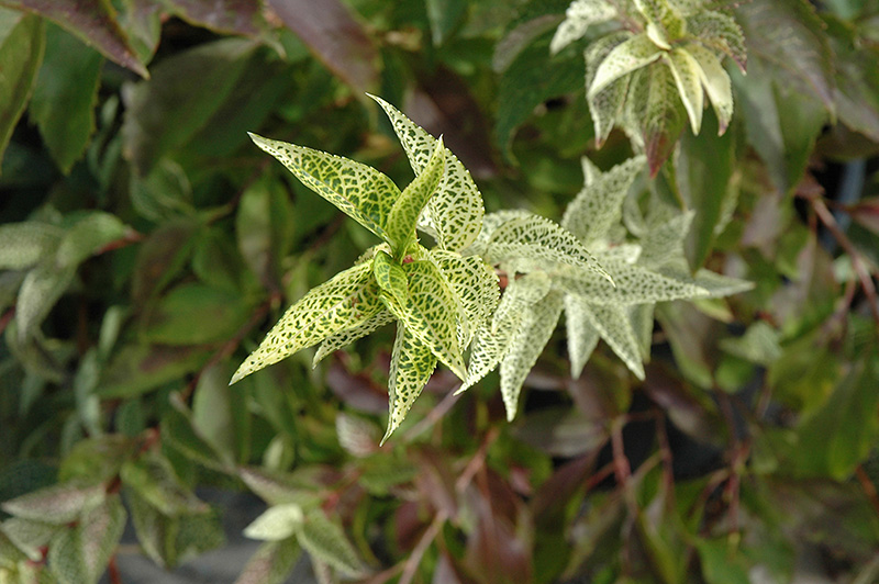 Kumson Forsythia (Forsythia viridissima 'Kumson') at Weston Nurseries