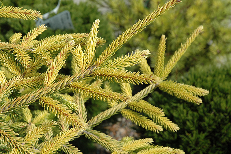Skylands Golden Spruce (Picea orientalis 'Skylands') at Weston Nurseries