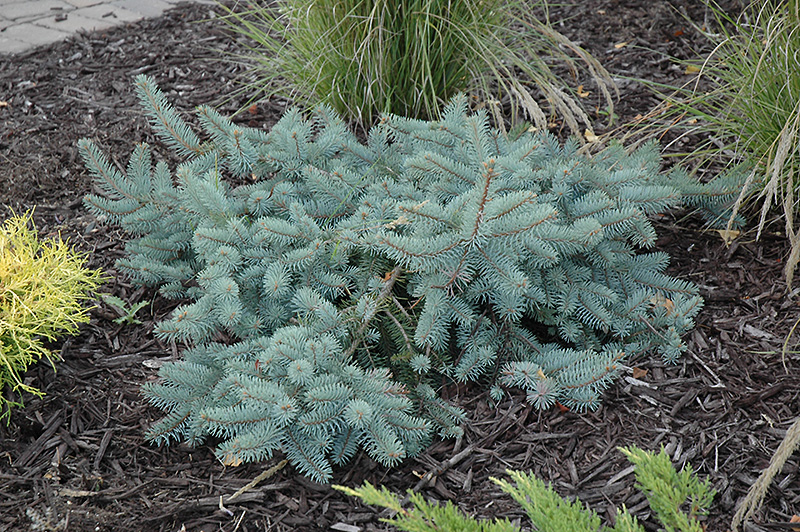 Procumbens Spruce (Picea pungens 'Procumbens') at Weston Nurseries