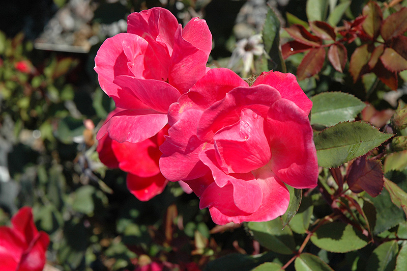 Pink Knock Out Rose (Rosa 'Radcon') at Weston Nurseries