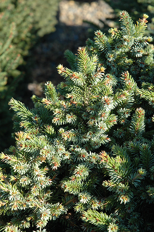Pimoko Spruce (Picea omorika 'Pimoko') at Weston Nurseries