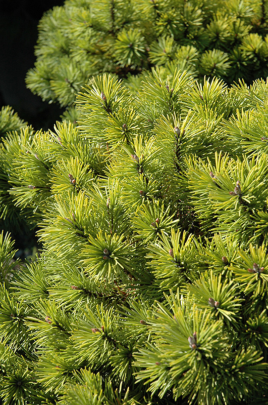 Honeycomb Mugo Pine (Pinus mugo 'Honeycomb') at Weston Nurseries
