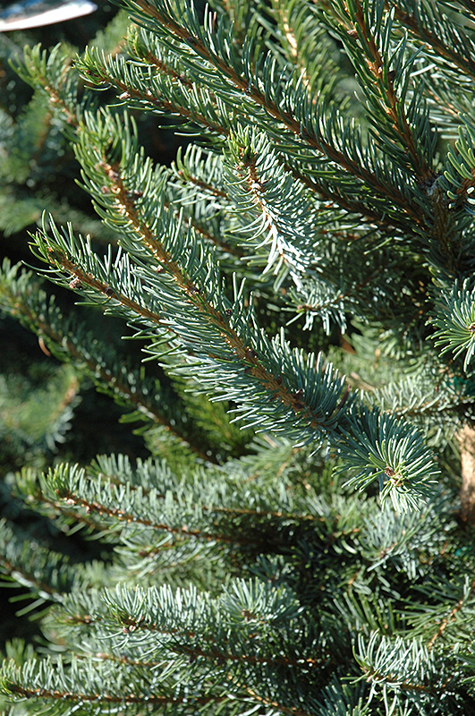 Bruns Spruce (Picea omorika 'Bruns') at Weston Nurseries