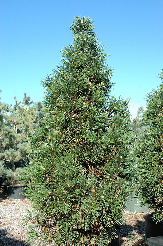 Columnar Mugo Pine (Pinus mugo 'Columnaris') at Weston Nurseries