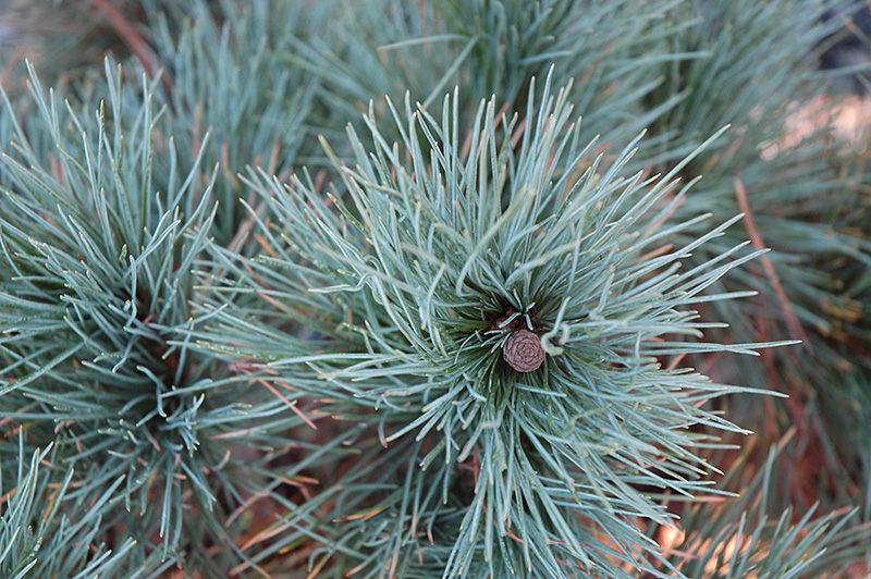 Dwarf Blue Swiss Stone Pine (Pinus cembra 'Glauca Nana') at Weston Nurseries