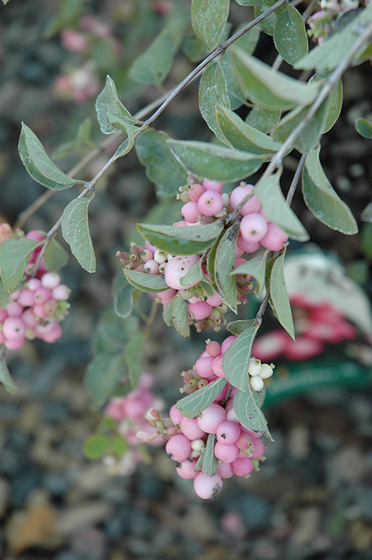 Amethyst Coralberry (Symphoricarpos x doorenbosii 'Kordes') at Weston Nurseries