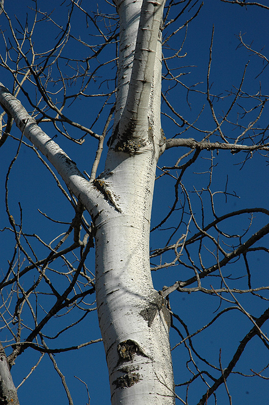 Trembling Aspen (Populus tremuloides) at Weston Nurseries