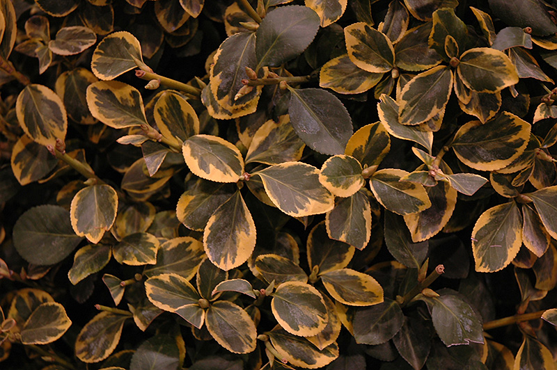 Country Gold Wintercreeper (Euonymus fortunei 'Country Gold') at Weston Nurseries