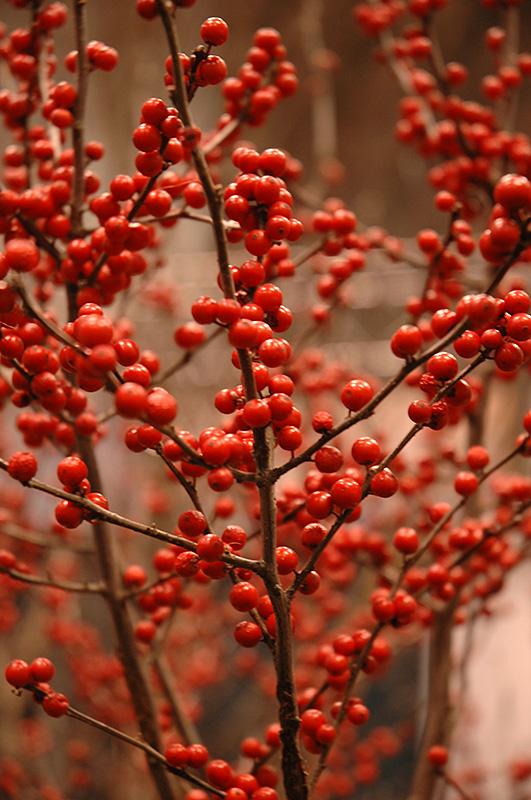 Berry Heavy Winterberry (Ilex verticillata 'Spravy') at Weston Nurseries