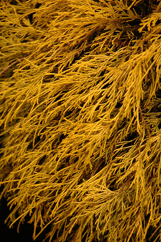 Lemon Thread Falsecypress (Chamaecyparis pisifera 'Lemon Thread') at Weston Nurseries