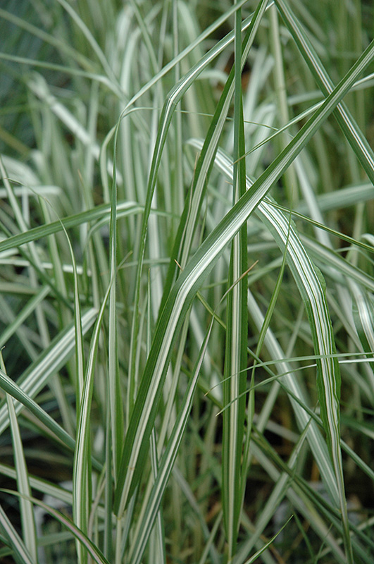Avalanche Reed Grass (Calamagrostis x acutiflora 'Avalanche') at Weston Nurseries