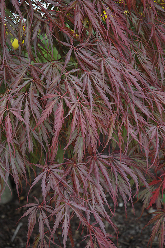 Tamukeyama Japanese Maple (Acer palmatum 'Tamukeyama') at Weston Nurseries