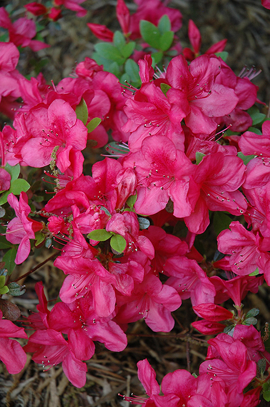 Mother's Day Azalea (Rhododendron 'Mother's Day') at Weston Nurseries