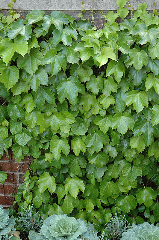 Veitch Boston Ivy (Parthenocissus tricuspidata 'Veitchii') at Weston Nurseries