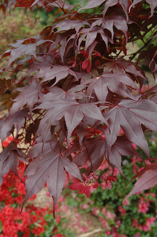 Bloodgood Japanese Maple (Acer palmatum 'Bloodgood') at Weston Nurseries