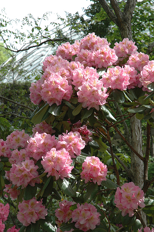 Scintillation Rhododendron (Rhododendron 'Scintillation') at Weston Nurseries