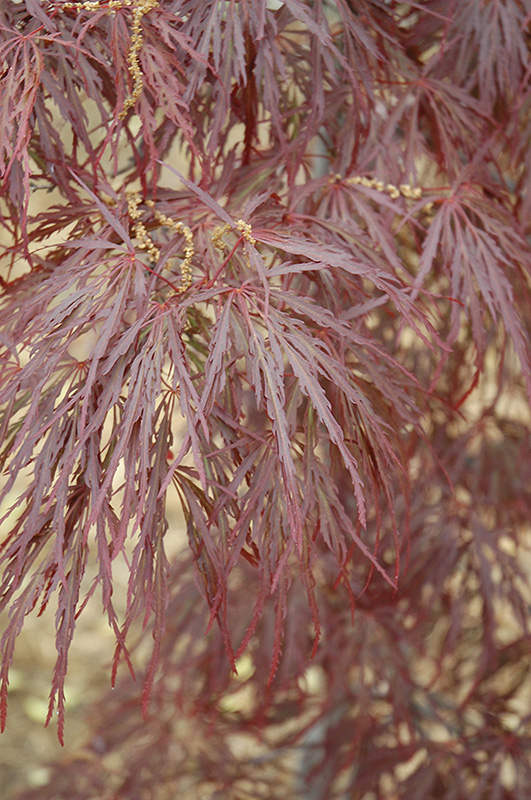Garnet Cutleaf Japanese Maple (Acer palmatum 'Garnet') at Weston Nurseries