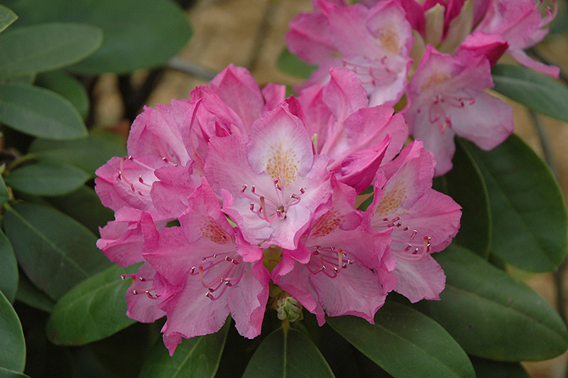English Roseum Rhododendron (Rhododendron catawbiense 'English Roseum') at Weston Nurseries