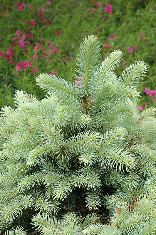 Walnut Glen Blue Spruce (Picea pungens 'Walnut Glen') at Weston Nurseries
