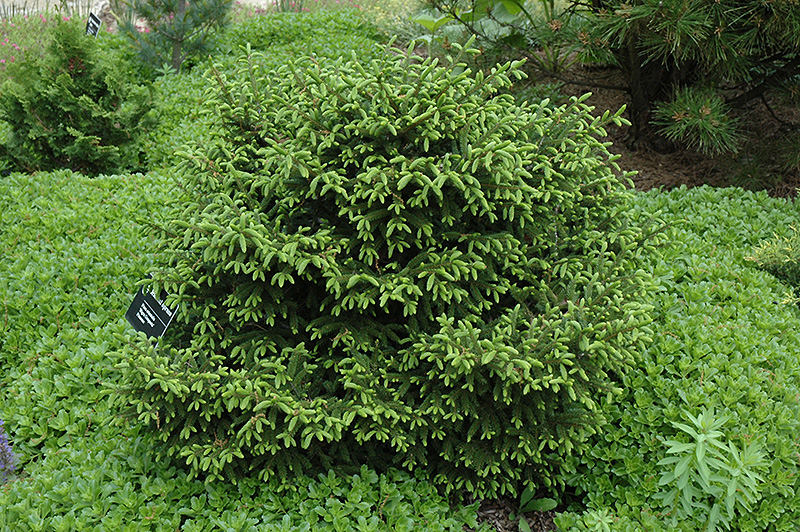 Nigra Compacta Oriental Spruce (Picea orientalis 'Nigra Compacta') at Weston Nurseries
