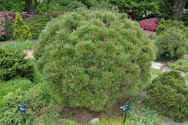 Globe Japanese Red Pine (Pinus densiflora 'Globosa') at Weston Nurseries