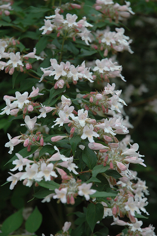 Beautybush (Kolkwitzia amabilis) at Weston Nurseries