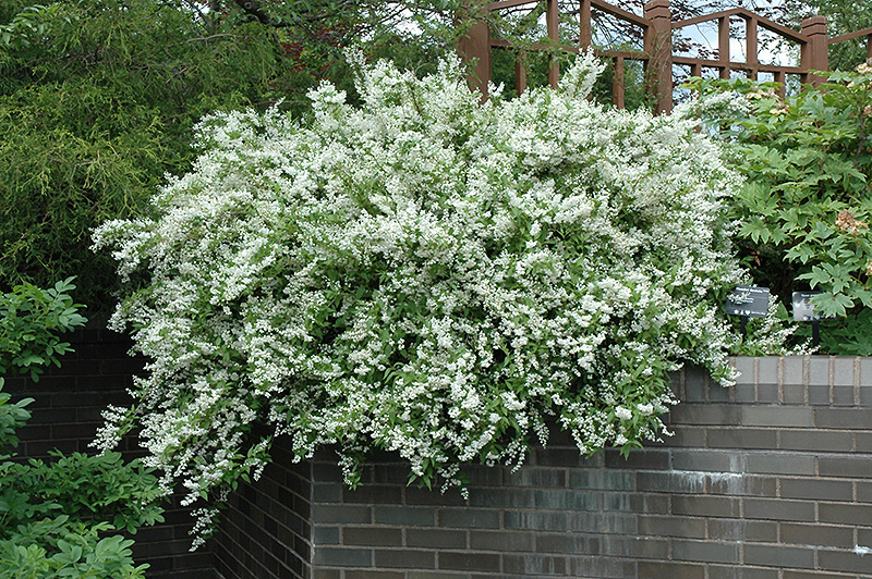 Slender Deutzia (Deutzia gracilis) at Weston Nurseries