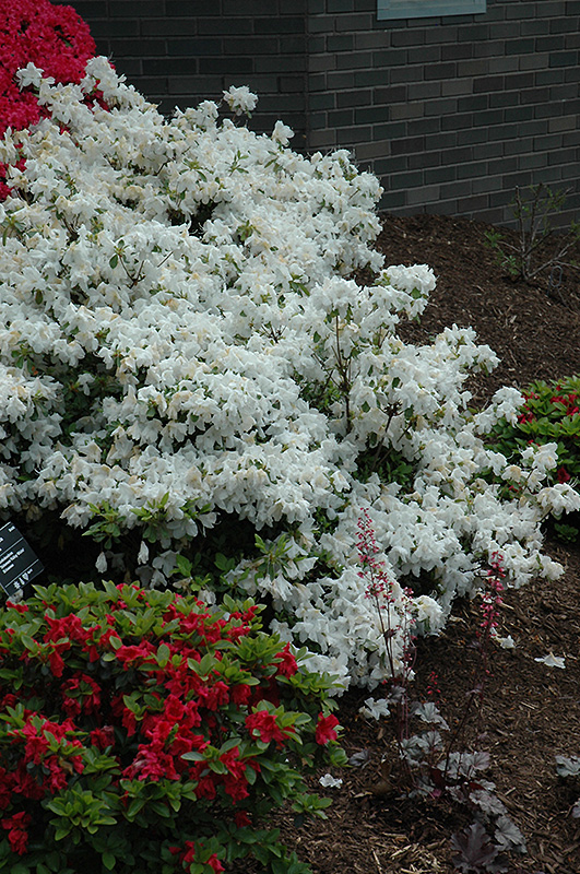 Delaware Valley White Azalea (Rhododendron 'Delaware Valley White') at Weston Nurseries