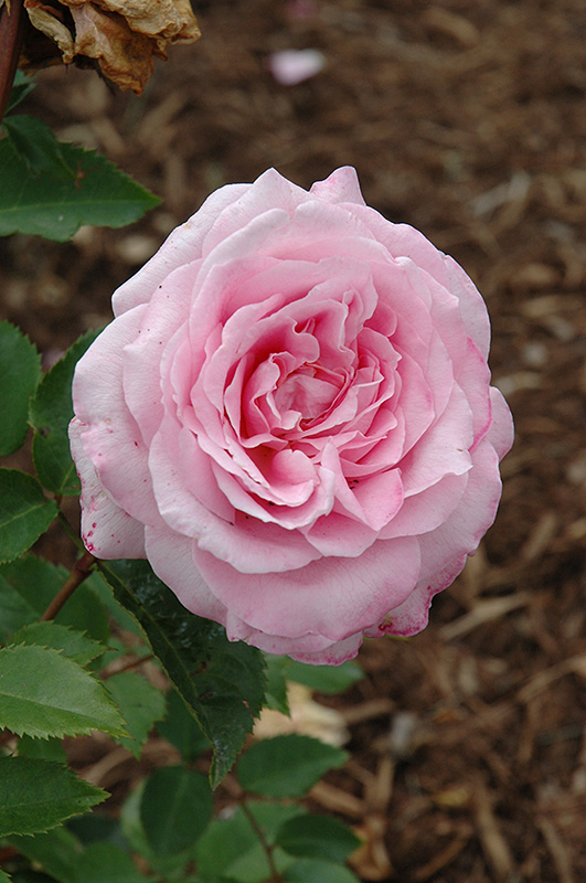 Belinda's Dream Rose (Rosa 'Belinda's Dream') at Weston Nurseries