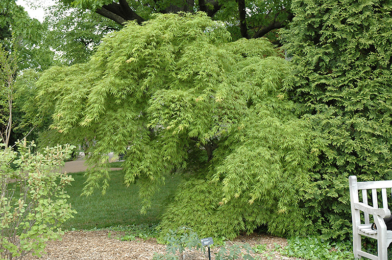 Germaine's Gyration Cutleaf Japanese Maple (Acer palmatum 'Germaine's Gyration') at Weston Nurseries