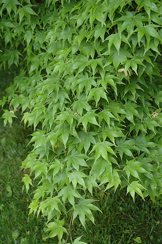 Hogyoku Japanese Maple (Acer palmatum 'Hogyoku') at Weston Nurseries