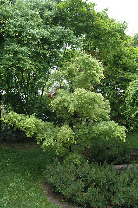 Higasa Yama Japanese Maple (Acer palmatum 'Higasa Yama') at Weston Nurseries