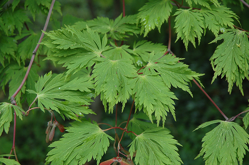Cutleaf Fullmoon Maple (Acer japonicum 'Aconitifolium') at Weston Nurseries