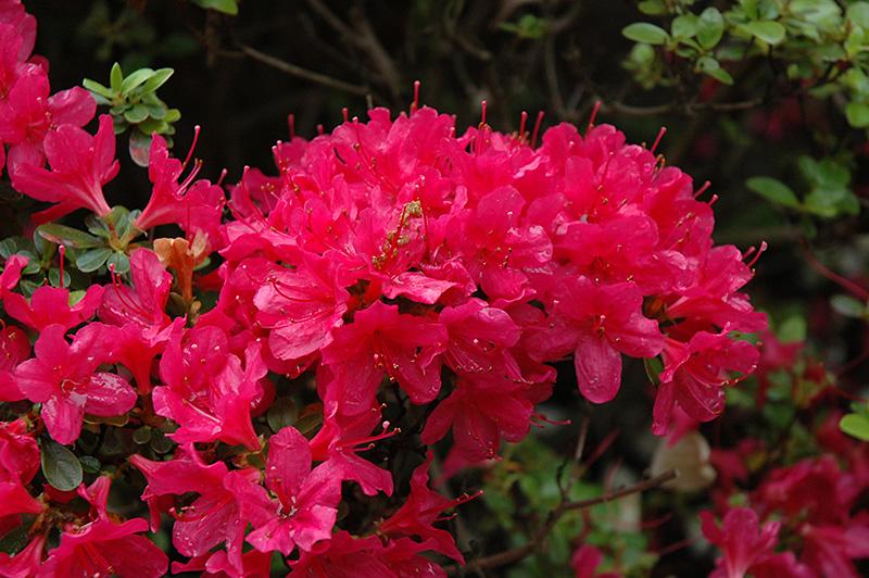 Hino Crimson Azalea (Rhododendron 'Hino Crimson') at Weston Nurseries