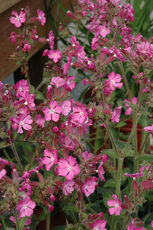 Rolly's Favorite Campion (Silene 'Rolly's Favorite') at Weston Nurseries