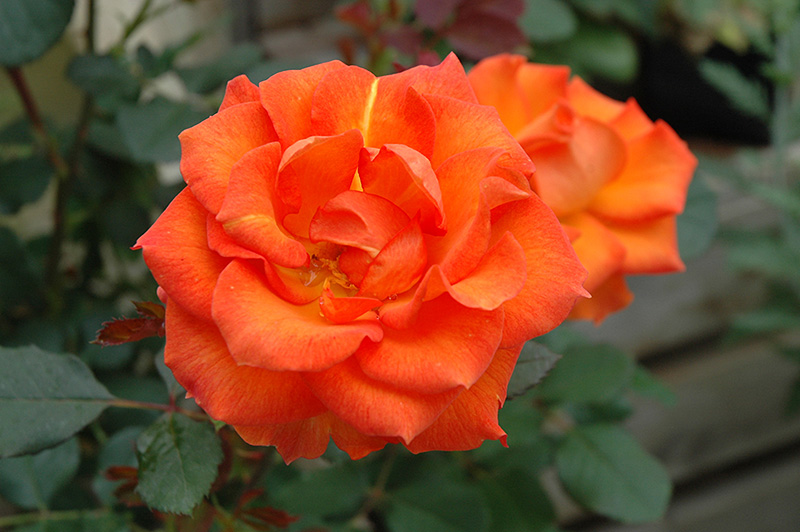 Gingersnap Rose (Rosa 'Gingersnap') at Weston Nurseries