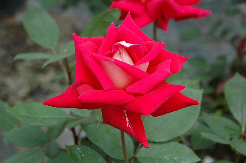 Love Rose (Rosa 'Love') at Weston Nurseries