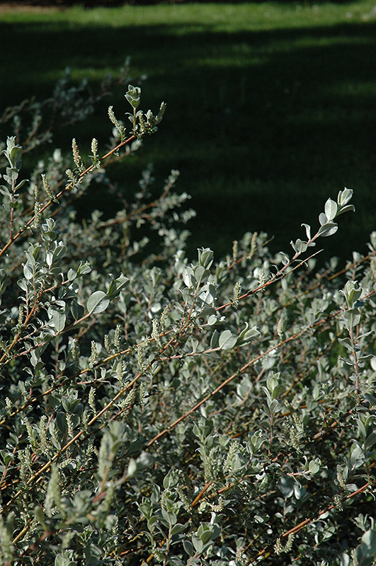 Creeping Willow (Salix repens 'var. argentea') at Weston Nurseries