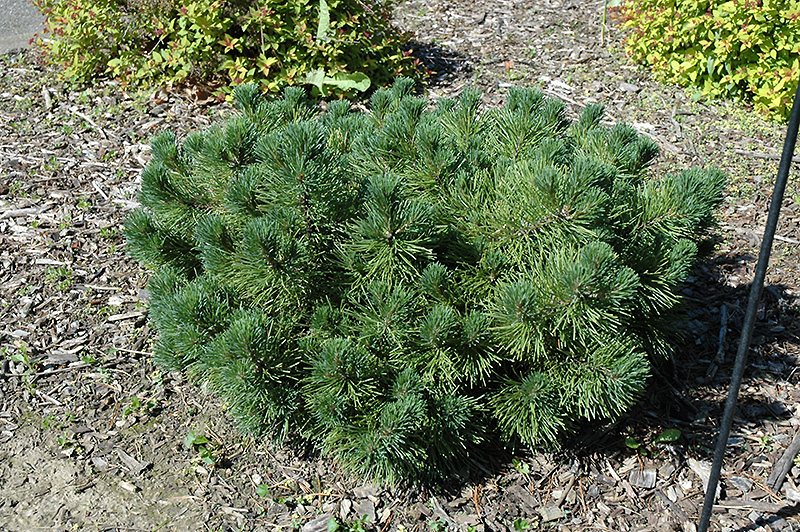 Rock Garden Mugo Pine (Pinus mugo 'Rock Garden') at Weston Nurseries