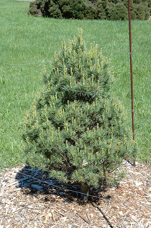Sarah Rachel Eastern White Pine (Pinus strobus 'Sarah Rachel') at Weston Nurseries