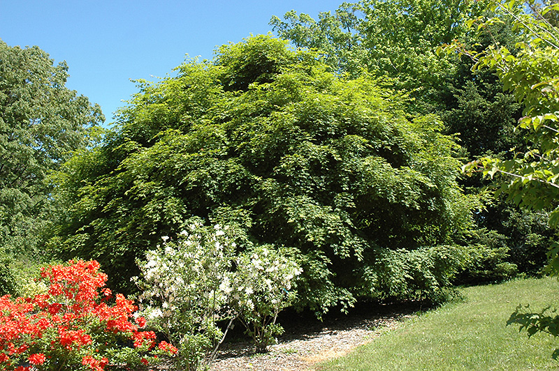 Korean Maple (Acer pseudosieboldianum) at Weston Nurseries