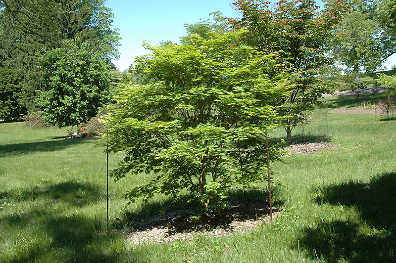 Sode No Uchi Dwarf Siebold Maple (Acer sieboldianum 'Sode No Uchi') at Weston Nurseries