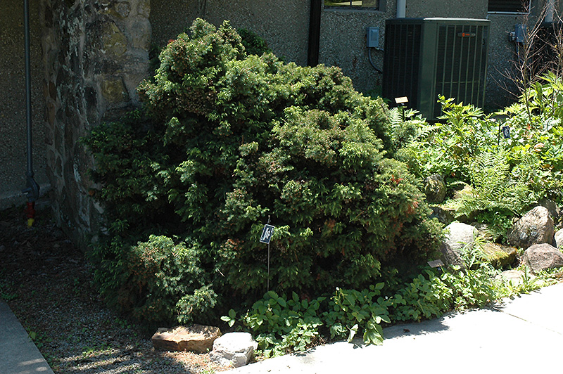 Elegant Dwarf Japanese Cedar (Cryptomeria japonica 'Elegans Nana') at Weston Nurseries