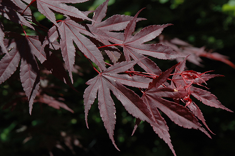 Crimson Prince Japanese Maple (Acer palmatum 'Crimson Prince') at Weston Nurseries