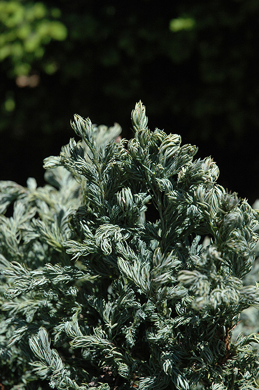 Curly Tops Moss Falsecypress (Chamaecyparis pisifera 'Curly Tops') at Weston Nurseries